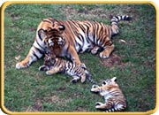 Indira Gandhi Zoological Park, Andhra Pradesh Tourism