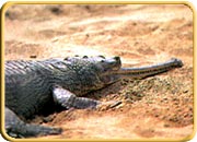 Indira Gandhi Zoological Park, Andhra Pradesh Tourism