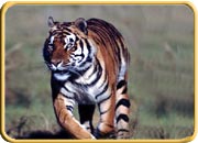  Wildlife Sanctuary in Chhattisgarh