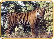 Corbett Wildlife Park, Uttaranchal Tourism