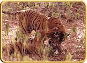 Kanha National Park, Madhya Pradesh Travel & Tours