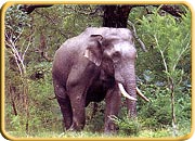 Bandipur National Park, Karnataka Tourism