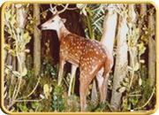 Bhadra Wildlife Sanctuary, Karnataka Tourism