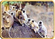 Bhadra Wildlife Sanctuary , Karnataka Tourism