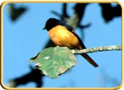 Bird WIldlife, Kerala