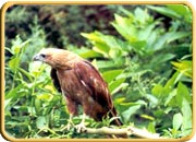 Ernakulam Wildlife Sanctuaries, Kerala Travel  Package