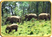 Palakkad Wildlife Sanctuaries, Kerala Travel Packages