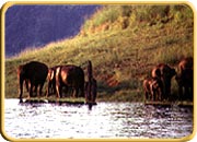 Idukki Wildlife Sanctuaries, Kerala Travel Package