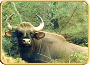 Kollam Wildlife Sanctuaries, Kerala Travel Package