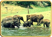 Kottayam Wildlife Sanctuaries, Kerala Travel Package