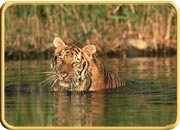 Panna National Park, Madhya Pradesh Tourism