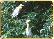Kumarakom Bird Sancturay, Kerala Tourism