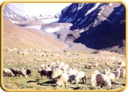 Kunzam pass, Himachal Pradesh Tours & Travels