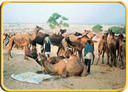 Animals Fait of Nagaur
