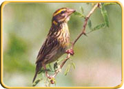 India Bird, Rajasthan