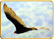 India Bird, Rajasthan