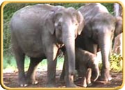 Kalakkadu Wildlife Sanctuary, Tamilnadu Travel Guide
