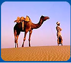 Camel Desert Rajasthan