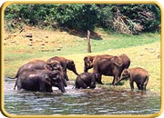 Muthanga Wild Life Sanctuary, Wayanad, Kerala Tourism