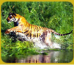 Bandhavgarh Wildlife Park